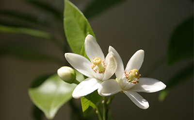 Aurantiol Methyl Anthranilate Schiffs Base molecular structure or representation