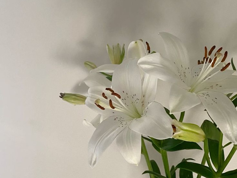 Benzyl Salicylate molecular structure or representation