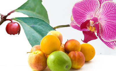 Butyl Salicylate molecular structure or representation