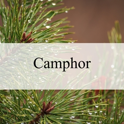 Camphor molecular structure or representation