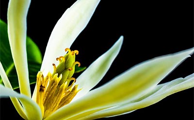 Champaca Flower Essential Oil molecular structure or representation