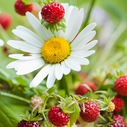 Cis-3-Hexenyl Tiglate (Bedoukian) molecular structure or representation