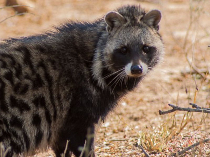 Civet Absolute molecular structure or representation