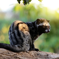 Civettone Firmenich molecular structure or representation