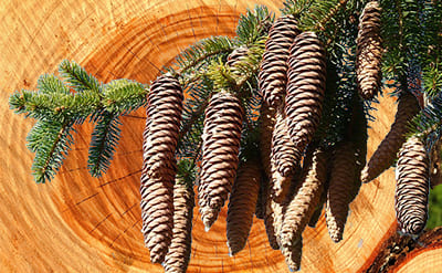 Coniferan molecular structure or representation