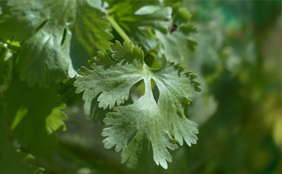 Coriander Essential Oil molecular structure or representation