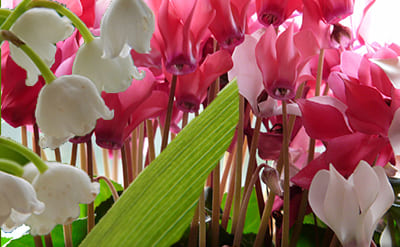 Cyclamen Aldehyde molecular structure or representation