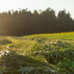 Dimethyl Hydroquinone Crystals molecular structure or representation