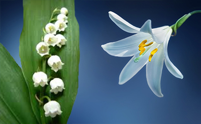 Dupical molecular structure or representation