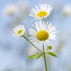Erigeron Essential Oil molecular structure or representation