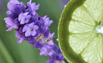 Ethyl Linalyl Acetate molecular structure or representation