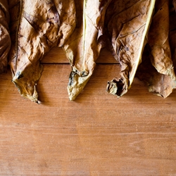 Fixamber (Amber Decatriene Trimofix O) molecular structure or representation