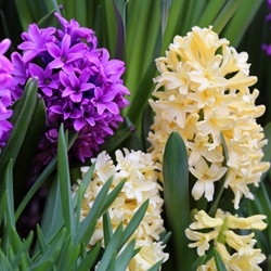 Floralol (Iff) molecular structure or representation