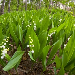 Florhydral Givaudan molecular structure or representation