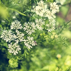 Florocyclene (Givaudan) molecular structure or representation