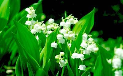 Florol molecular structure or representation