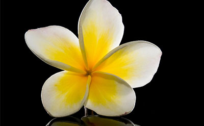 Frangipani Absolute molecular structure or representation