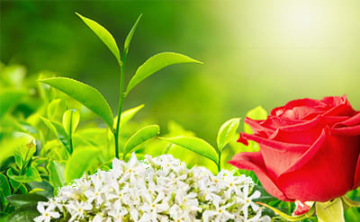 Geranyl Formate molecular structure or representation