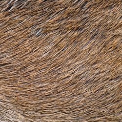 Globanone Pure (Symrise) molecular structure or representation