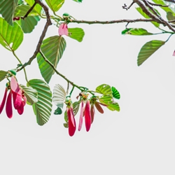 Gurjun Balsam molecular structure or representation