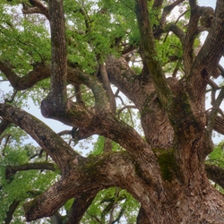 Ho Wood Essential Oil Pn molecular structure or representation