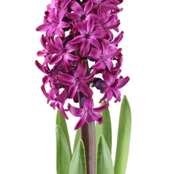 Hydratropic Aldehyde Dimethyl Acetal molecular structure or representation