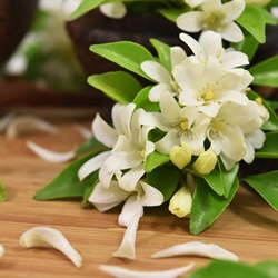 Indolarome (Iff) molecular structure or representation