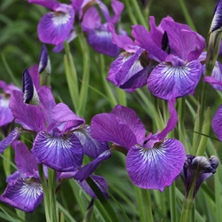 Ionone Alpha (White Coeur) molecular structure or representation