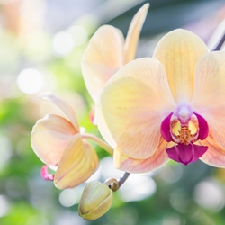 Isoamyl Salicylate molecular structure or representation