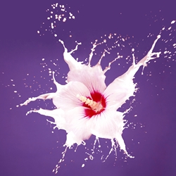 Jasmolactone Firmenich molecular structure or representation