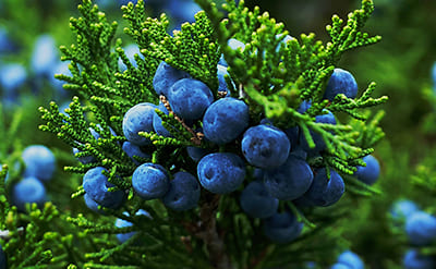Juniper Berry Essential Oil molecular structure or representation