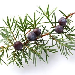 Juniper Berry Oil Balkans Pn molecular structure or representation