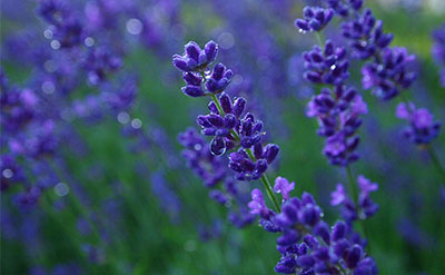 Lavandin Absolute molecular structure or representation