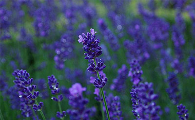 Lavandin Essential Oil molecular structure or representation