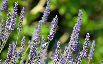 Lavender Spike Essential Oil molecular structure or representation