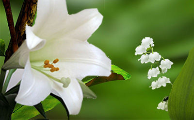 Lilial molecular structure or representation