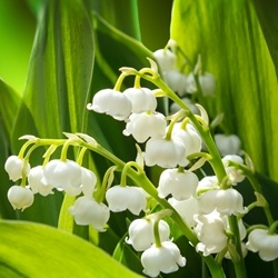 Lilyflore (Firmenich) molecular structure or representation