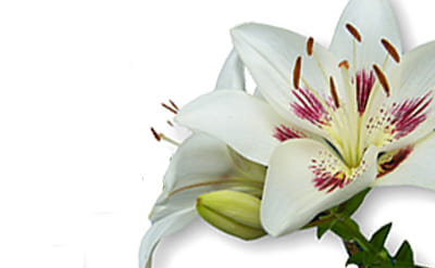 Linalyl Propionate molecular structure or representation