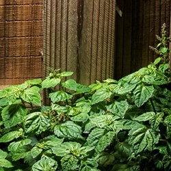 Mahagonate (Symrise) molecular structure or representation