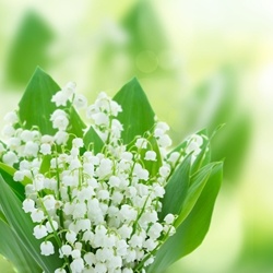 Majantol Symrise molecular structure or representation