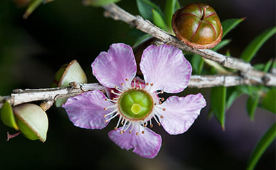 Manuka Essential Oil molecular structure or representation