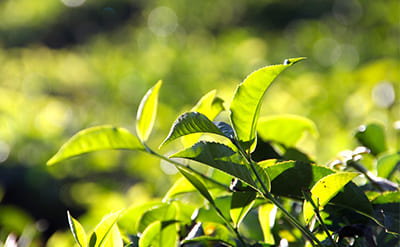 Mate Absolute molecular structure or representation