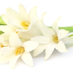 Mayol (Firmenich) molecular structure or representation