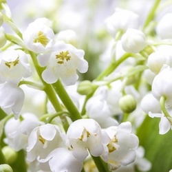 Melafleur (Iff) molecular structure or representation