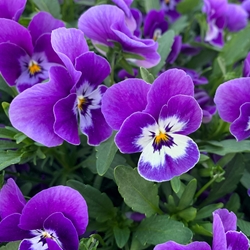 Methyl Ionone Alpha Extra (Iff) molecular structure or representation