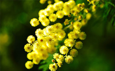 Mimosa Absolute molecular structure or representation