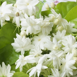 Myraldyl Acetate (Givaudan) molecular structure or representation