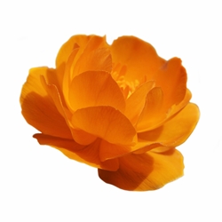 Nerolione Symrise molecular structure or representation