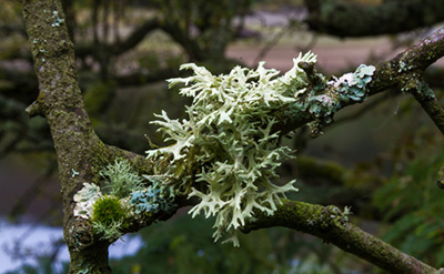 Oakmoss Absolute (Ifra Low Atranol) molecular structure or representation