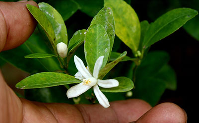 Orange Flower Absolute molecular structure or representation